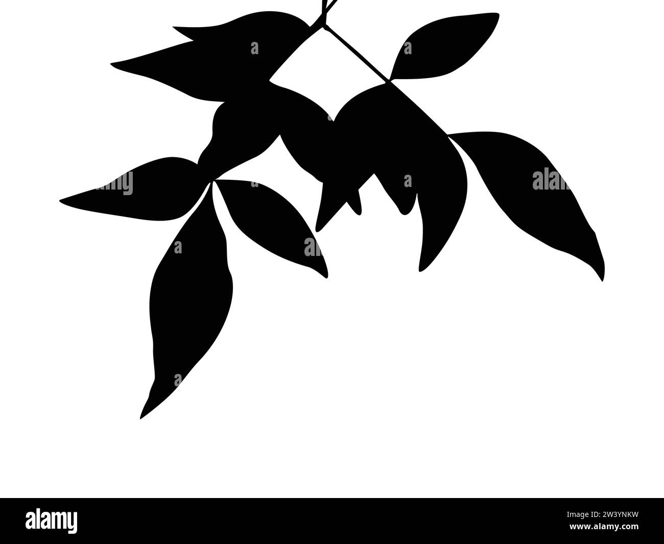 Silhouettes de plantes comme images vectorielles Illustration de Vecteur