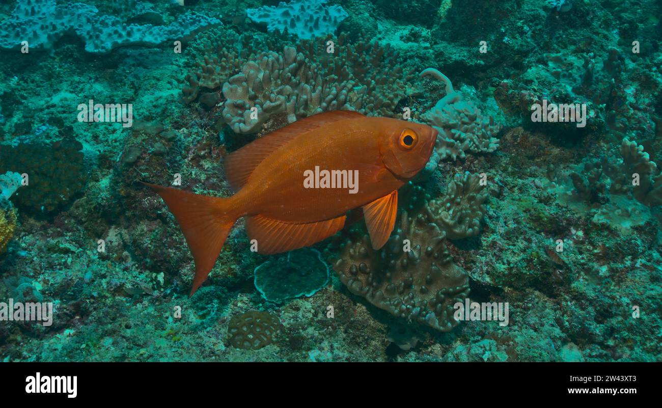 poisson gros oeil commun nageant dans les récifs coralliens sains du parc marin de watamu, au kenya Banque D'Images