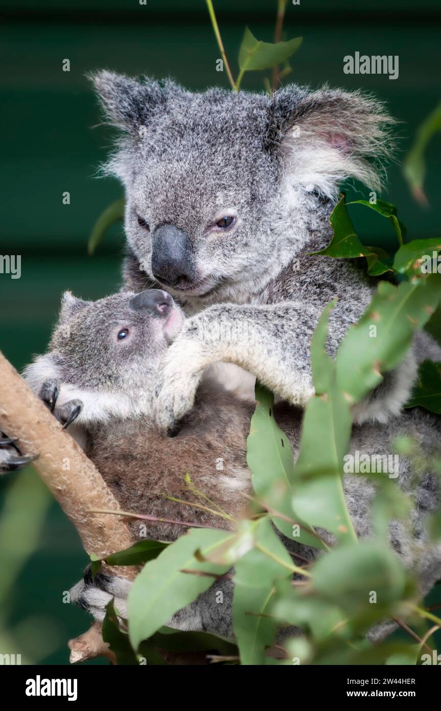 Koala Bär (Phascolarctos cinereus), Mutter mit Jungtier, Queensland, Australie Banque D'Images