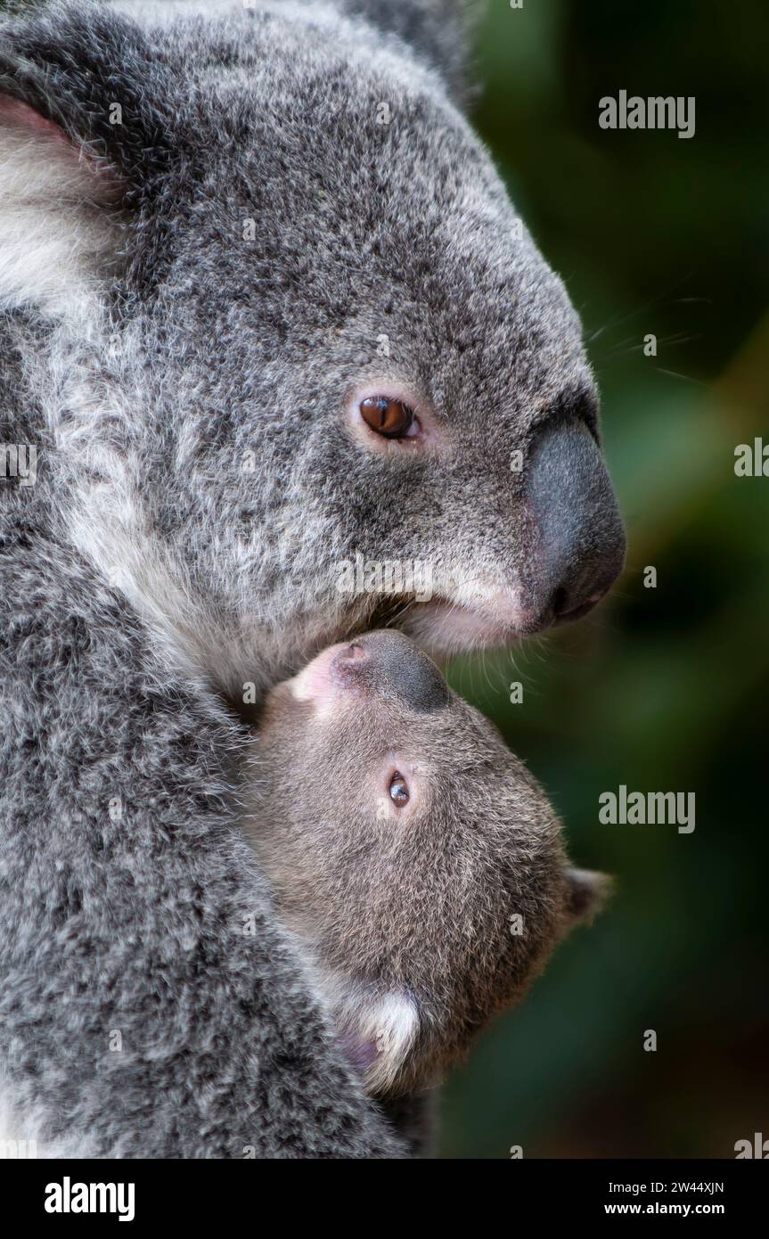 Koala Bär (Phascolarctos cinereus), Mutter mit Jungtier, Queensland, Australie Banque D'Images
