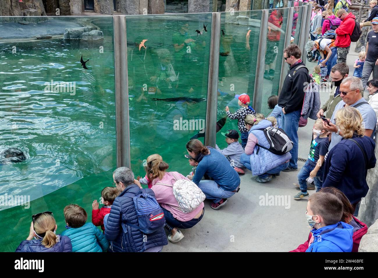 Les visiteurs regardent les lions de mer dans le zoo de Prague, un bon événement pour une excursion d'une journée pour la famille avec des enfants la vie quotidienne de Prague Banque D'Images