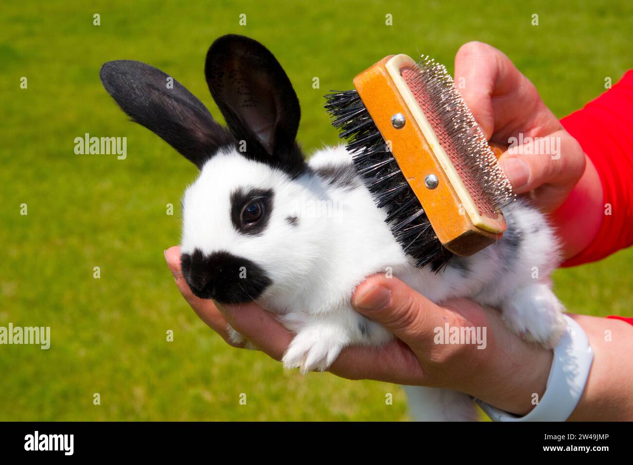 Kaninchen, Englische Schecke, schwarz-weiß, Fell wird gebürstet. Banque D'Images