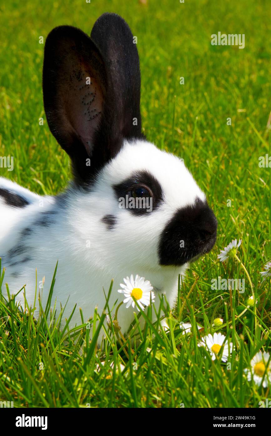 Kaninchen. Englische Schecke. schwarz-weiß. zwei, liegen in einer Blumenwiese, Banque D'Images