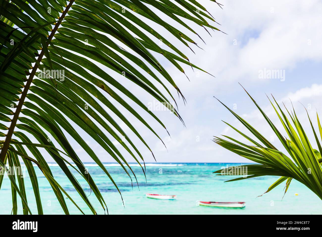 Les feuilles de palmier de noix de coco sont sur la côte sous un ciel nuageux bleu, photo de fond naturelle avec mise au point sélective Banque D'Images