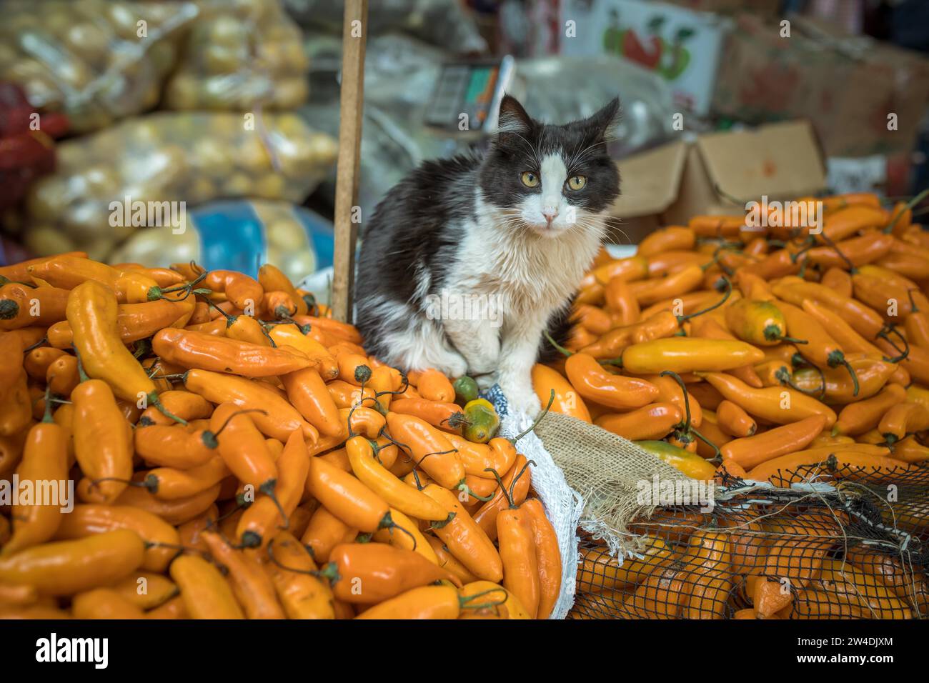 Chat assis sur Aji Amarillo, piments piments jaunes (Capsicum) baccatum, Mercado Mayorista, Huancayo, Pérou Banque D'Images