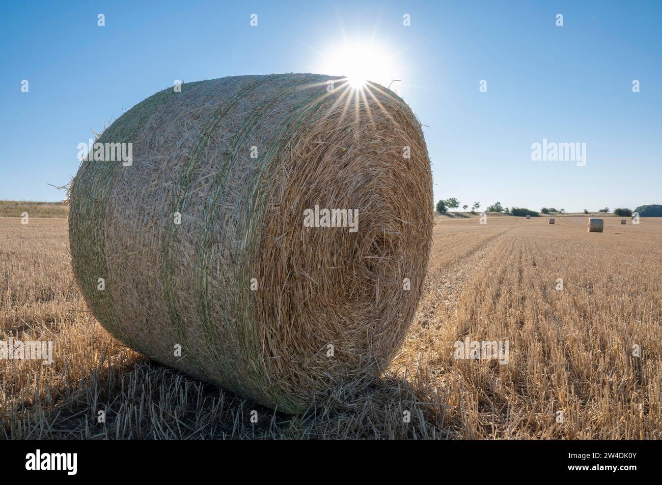Balles de paille sur champ de céréales récoltées, rétro-éclairé avec étoile solaire, Thuringe, Allemagne Banque D'Images