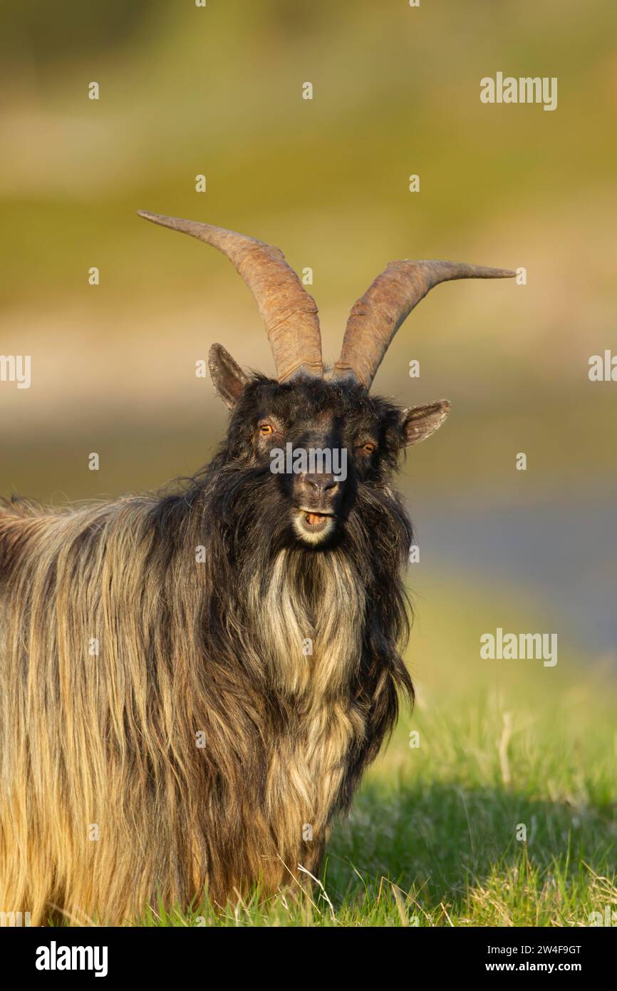 Chèvre sauvage ou sauvage (Capra aegagrus hircus) adulte dans les prairies de montagne en été, Écosse, Royaume-Uni Banque D'Images