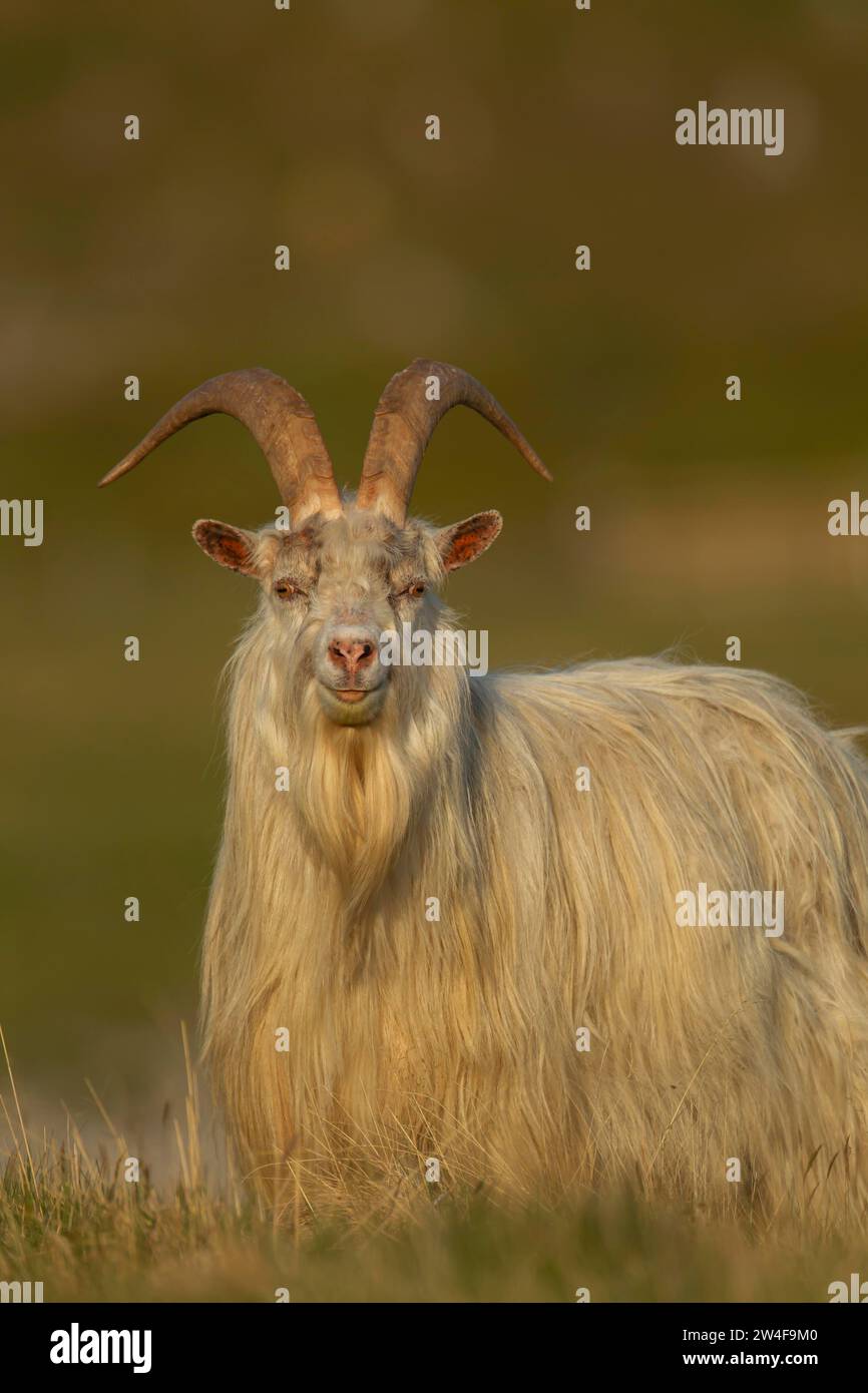 Chèvre sauvage ou sauvage (Capra aegagrus hircus) adulte dans les prairies de montagne en été, Écosse, Royaume-Uni Banque D'Images
