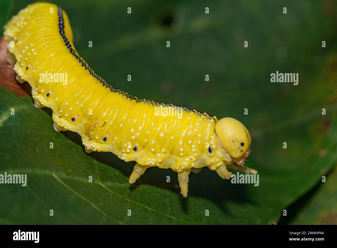 Larve d'Elm Sawfly - Cimbex americanus Banque D'Images