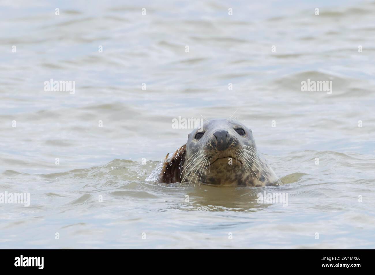 Animal adulte phoque gris (Halichoerus grypus) dans la mer, Norfolk, Angleterre, Royaume-Uni Banque D'Images