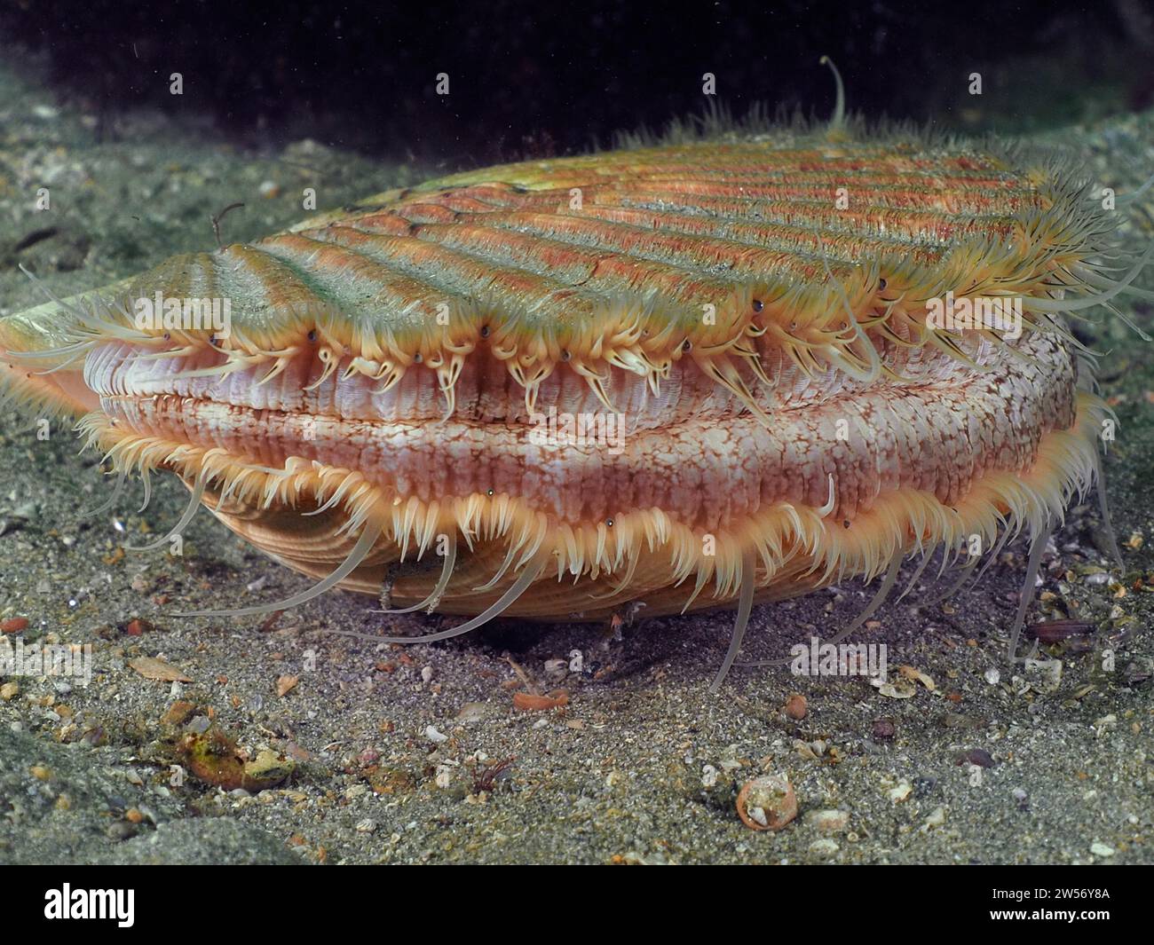 Pétoncle (Pecten maximus), sous l'eau, dans l'eau, site de plongée Renvyle, co. Galway, mer d'Irlande, Atlantique Nord, Irlande Banque D'Images