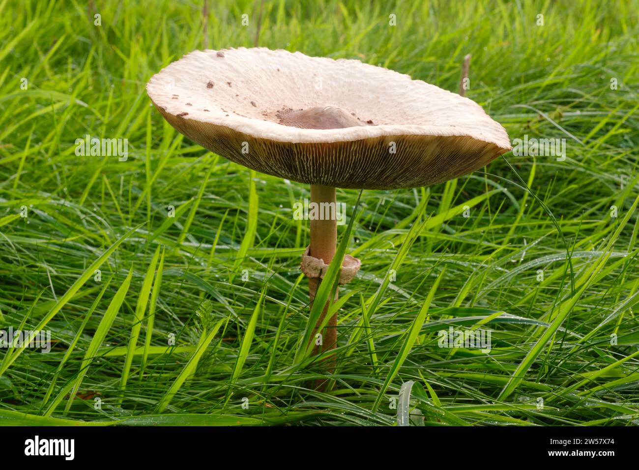 Champignon parapluie géant dans un pré, champignon parasol (Macrolepiota procera), champignon, gros plan, Emsland, Basse-Saxe, Allemagne Banque D'Images