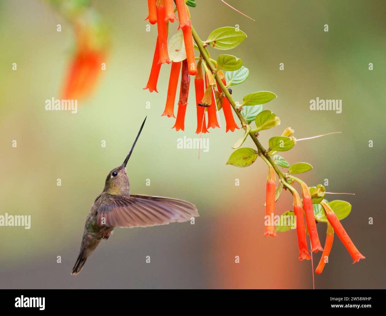 Green fronted Lancebill colibri - se nourrissant de fleurs Doryfera ludovicae Ecuador BI037612 Banque D'Images