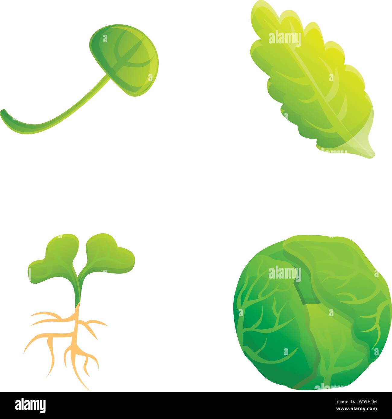 Icônes de chou frais set vecteur de dessin animé. chinois frais et chou blanc. Légumes de ferme Illustration de Vecteur