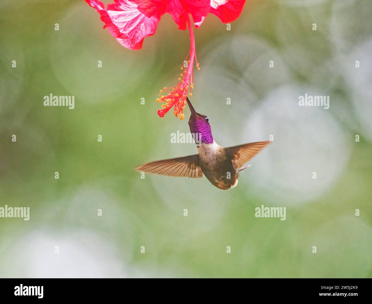 Purple Throated Woodstar - mâle à la fleur Calliphlox mitchellii Équateur BI038251 Banque D'Images