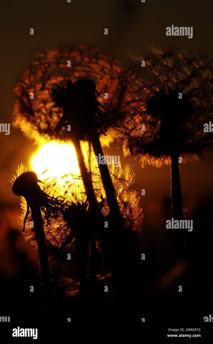 Tête de fruit de pissenlit fragile dans la lumière du soir. Banque D'Images