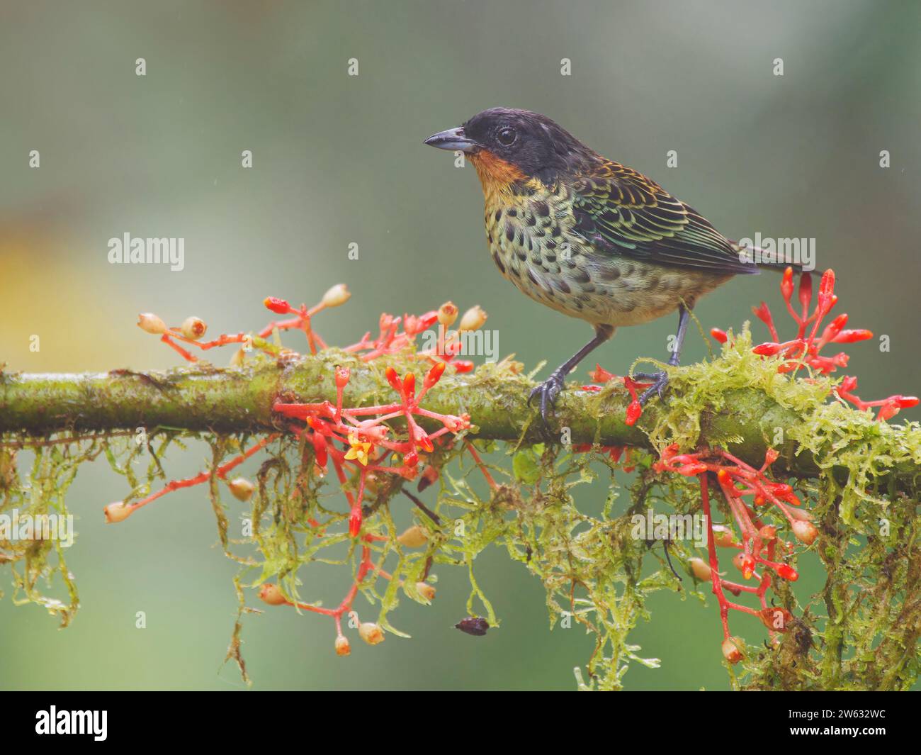 Roux à gorge Tanager Tangara rufigurla Équateur BI038898 Banque D'Images