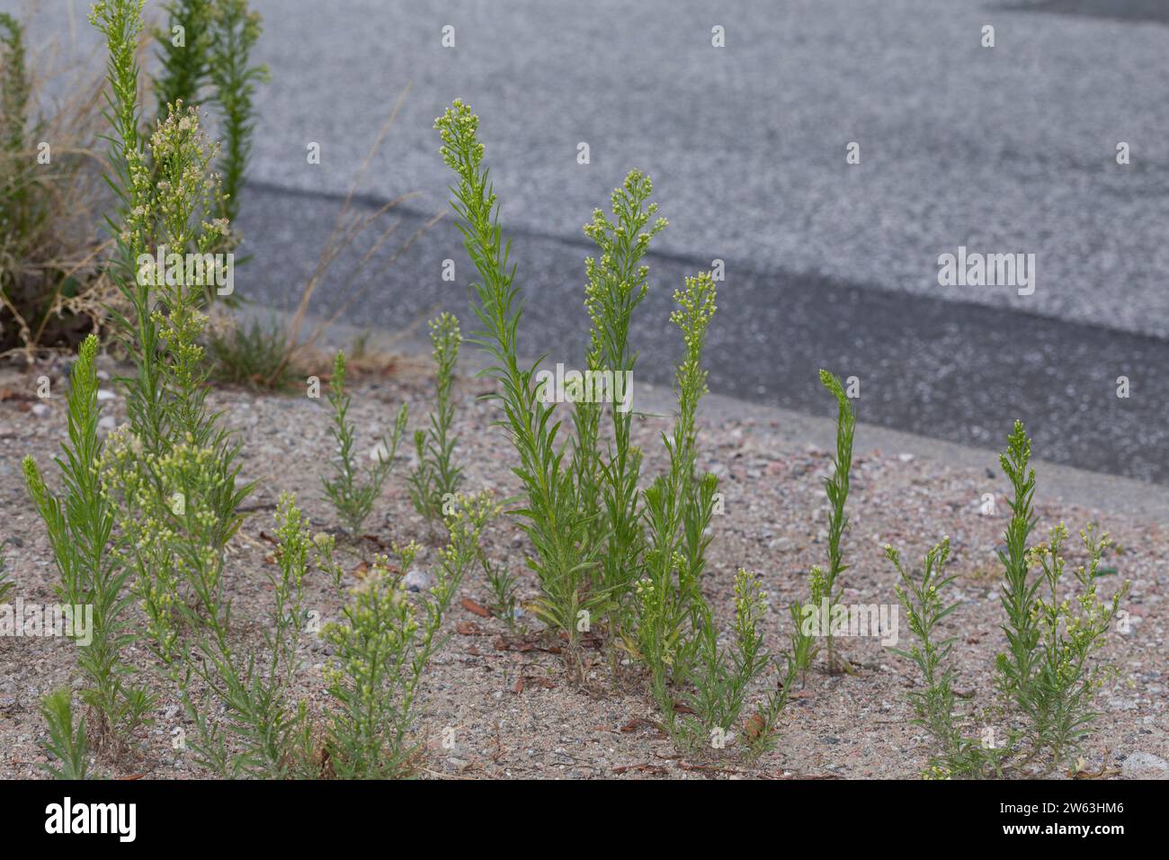 Kanadisches Berufkraut, Kanadisches Berufskraut, Katzenschweif, Weiße Dürrwurz, Conyza canadensis, Erigeron canadensis, crin canadien, canadien f Banque D'Images