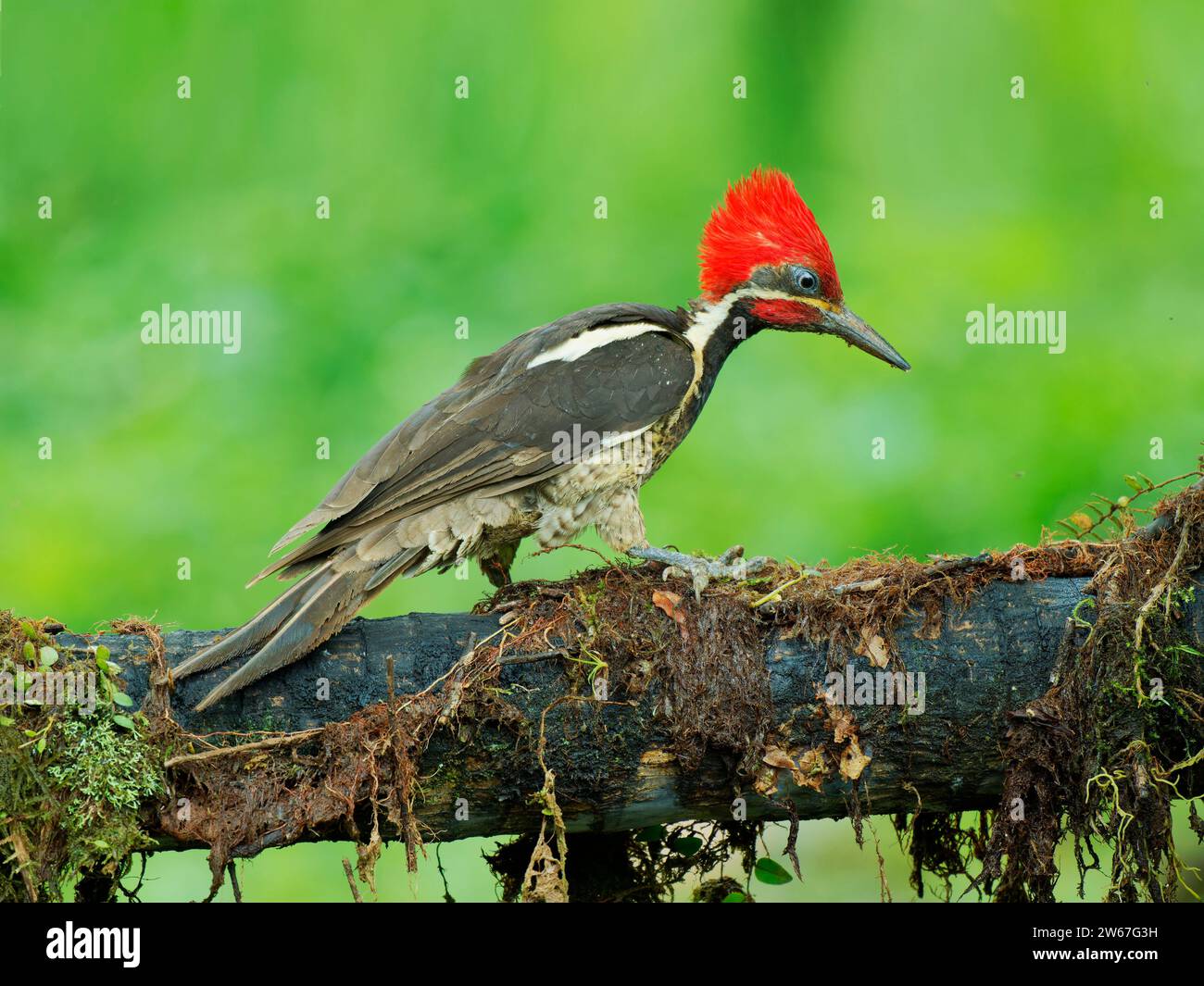 Pic ligné Dryocopus lineatus Ecuador BI039144 Banque D'Images