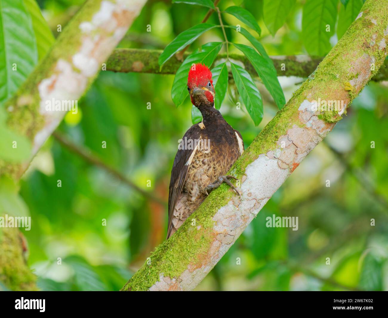 Pic ligné Dryocopus lineatus Ecuador BI039151 Banque D'Images