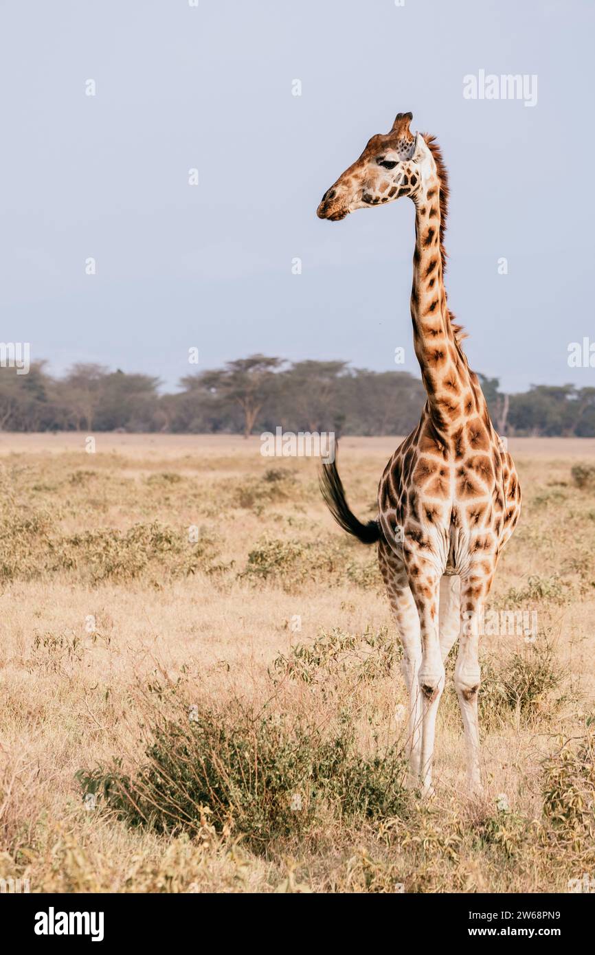 Élégante girafe (G.c.tippelskirchi) errant librement dans les paysages sauvages du parc national de Samburu et Masai Mara, au Kenya. Banque D'Images