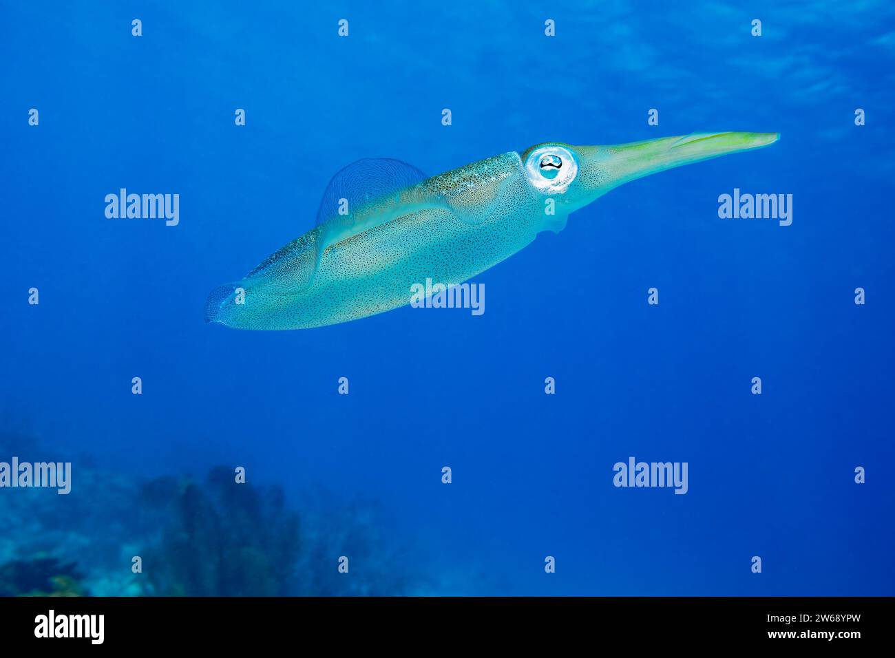 Un calmar élégant nage gracieusement dans l'océan bleu tranquille, son corps épuré capturé dans une scène sous-marine sereine. Banque D'Images