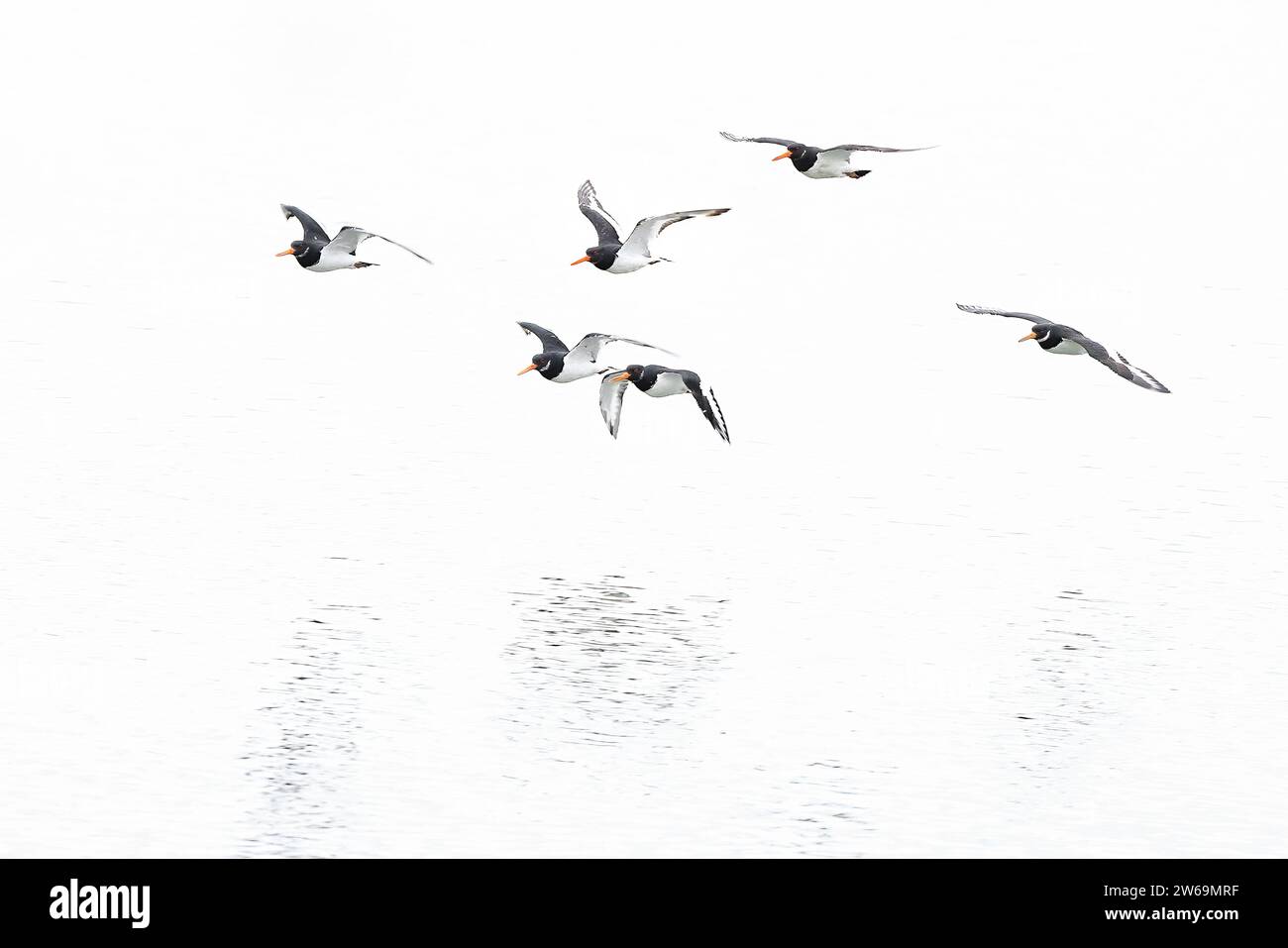 Un troupeau de canards en vol au-dessus d'un plan d'eau tranquille avec un fond blanc minimaliste. Banque D'Images