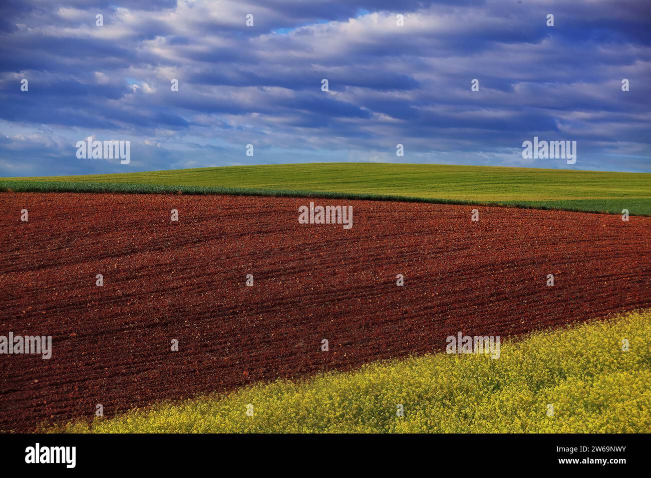 Scène de campagne tranquille avec un riche champ labouré brun au premier plan et un champ de culture vert luxuriant sous un ciel rempli de nuages Banque D'Images