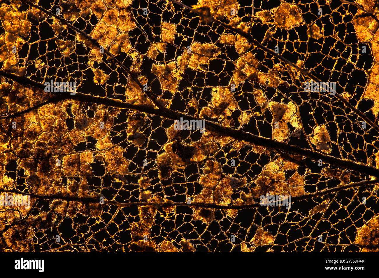 Vue microscopique d'une feuille en décomposition, avec des réseaux complexes révélés lorsque les bactéries consomment la matière foliaire, ne laissant que les veines Banque D'Images