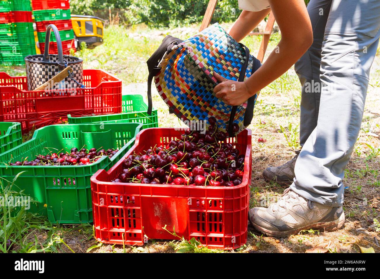 Cultivez un jeune agronome anonyme remplissant une caisse en plastique rouge avec des cerises fraîches provenant d'un panier en osier dans une plantation biologique Banque D'Images