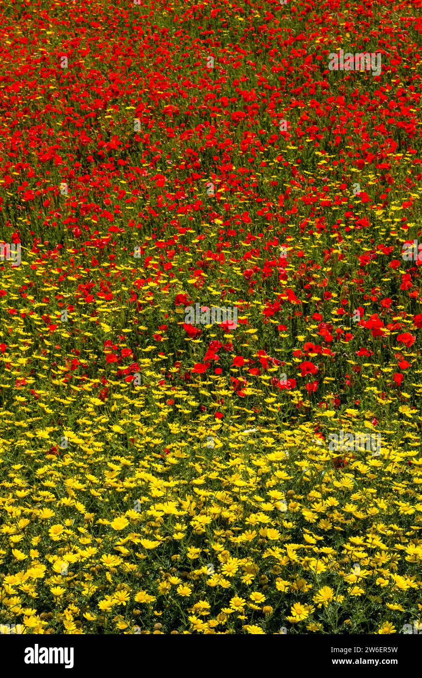 Une grande prairie avec des coquelicots rouges en fleurs (Papaveraceae) et des leucanthèmes jaunes. Banque D'Images