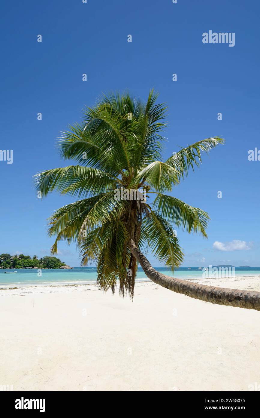 Cocotier sur la plage de la Côte d'Or, Anse Volbert Village, île de Praslin, Seychelles, Océan Indien Banque D'Images