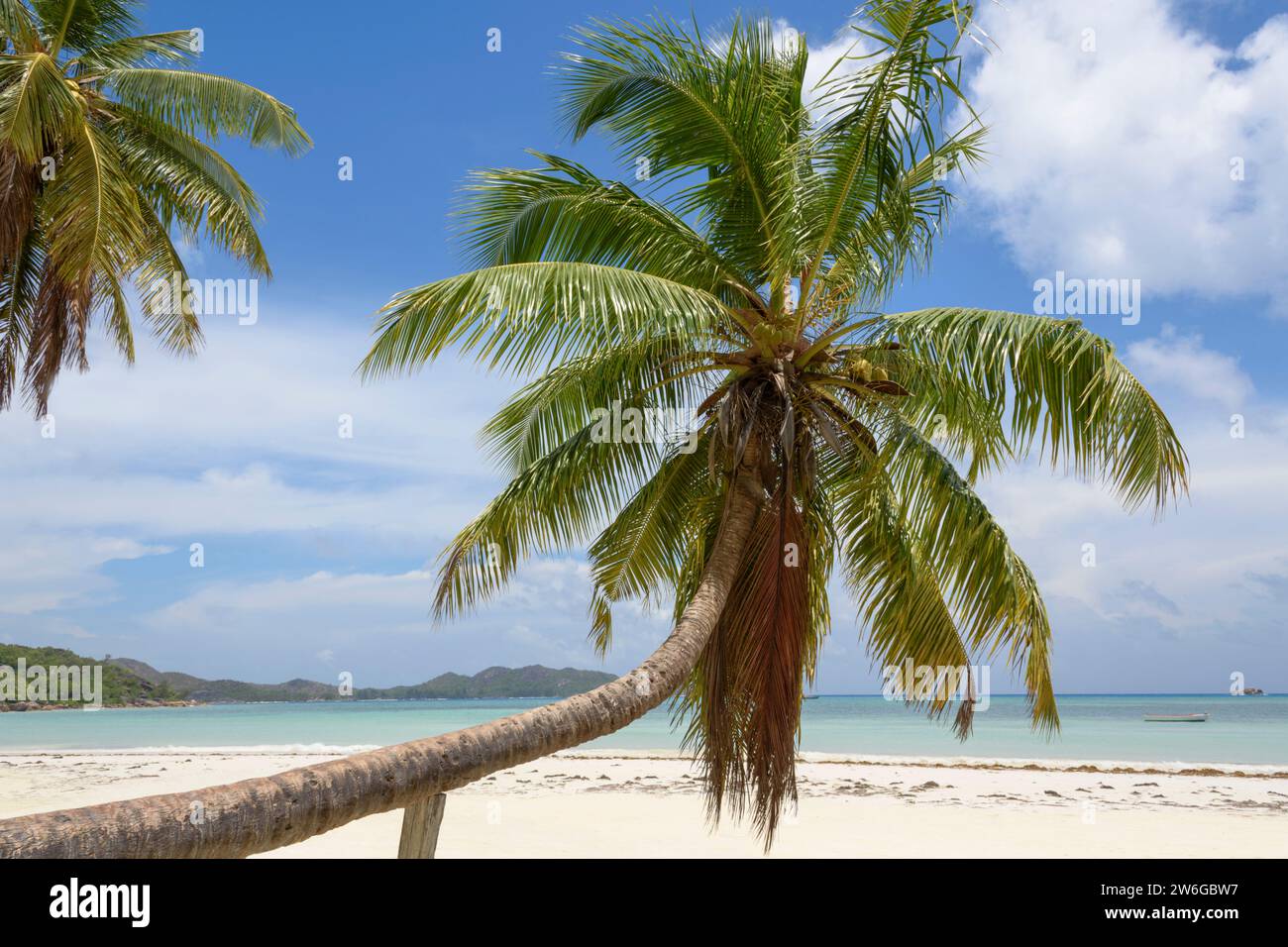 Cocotier sur la plage de la Côte d'Or, Anse Volbert Village, île de Praslin, Seychelles, Océan Indien Banque D'Images