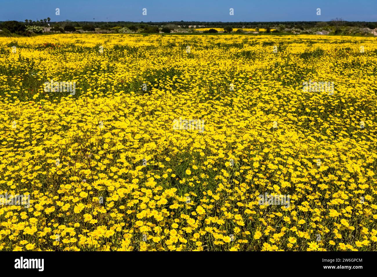 Une prairie pleine de fleurs jaunes en fleurs. Banque D'Images