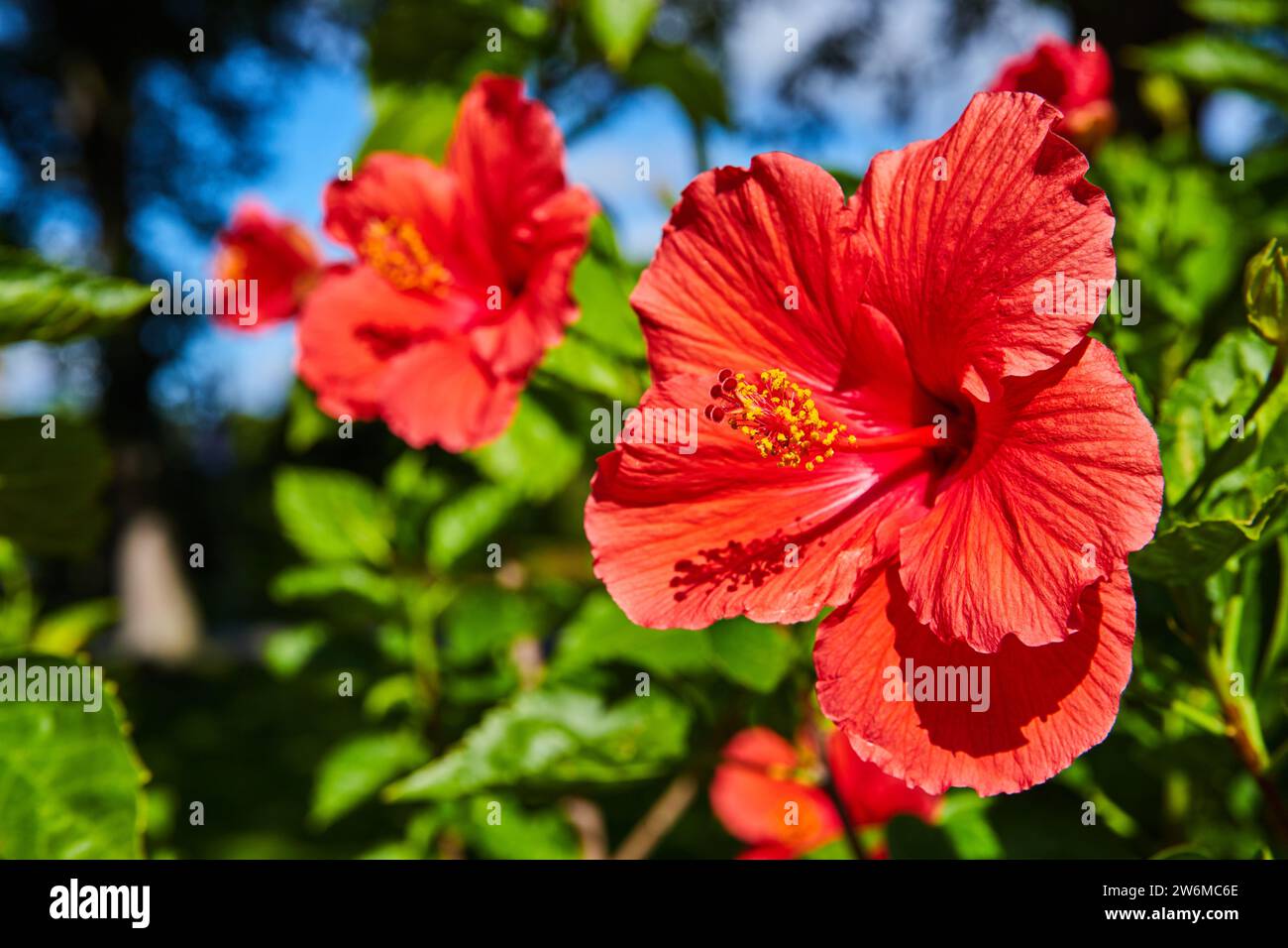 Trio d'hibiscus rouge vif avec feuillage vert luxuriant, gros plan sur le jardin Banque D'Images