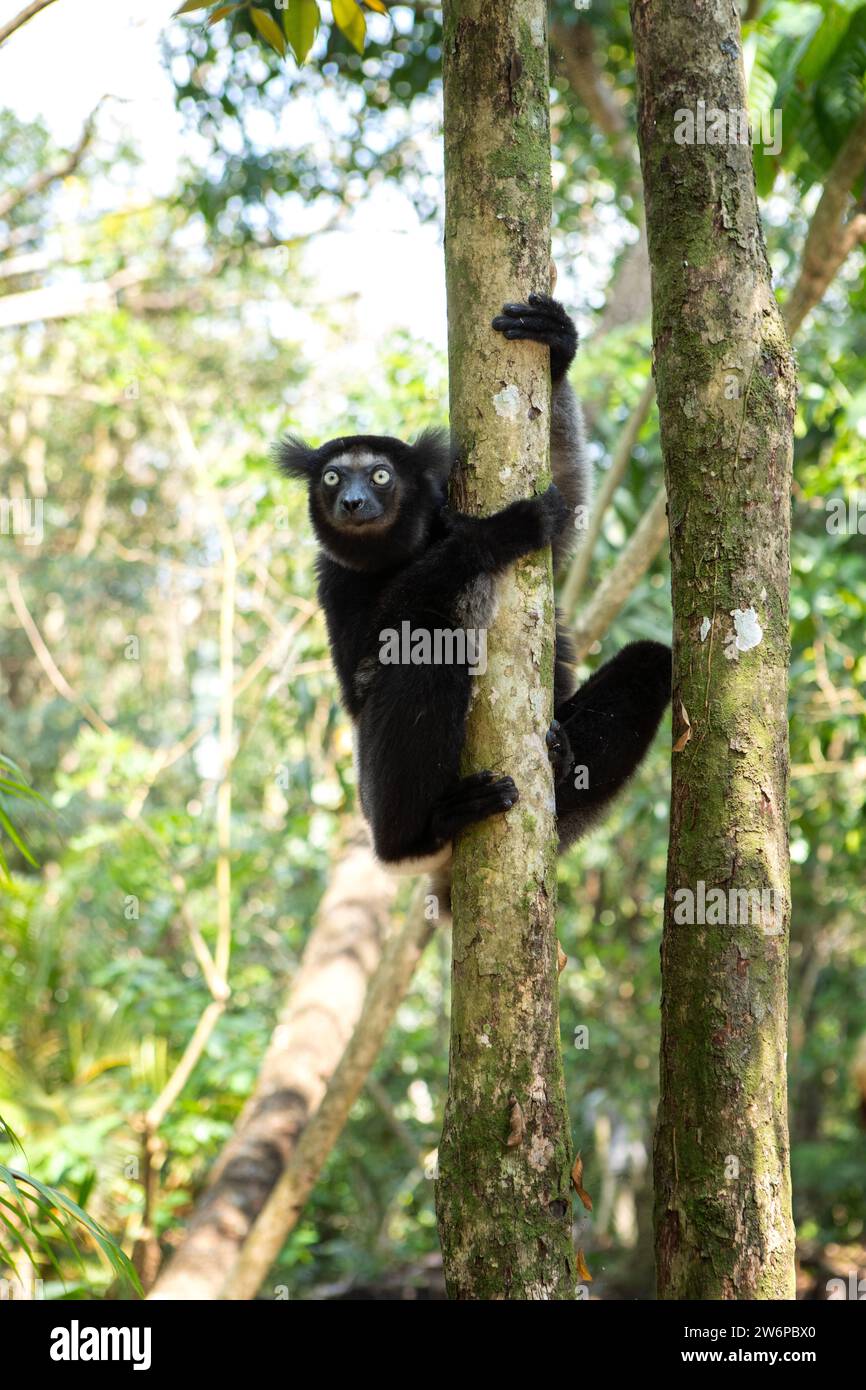 Indri dans la forêt. Un des plus grands lémuriens de Madagascar nature. Le lémurien noir et blanc grimpe sur l'arbre. Banque D'Images Indri dans la forêt. Un des plus grands lémuriens de Madagascar nature. Le lémurien noir et blanc grimpe sur l'arbre. Banque D'Images