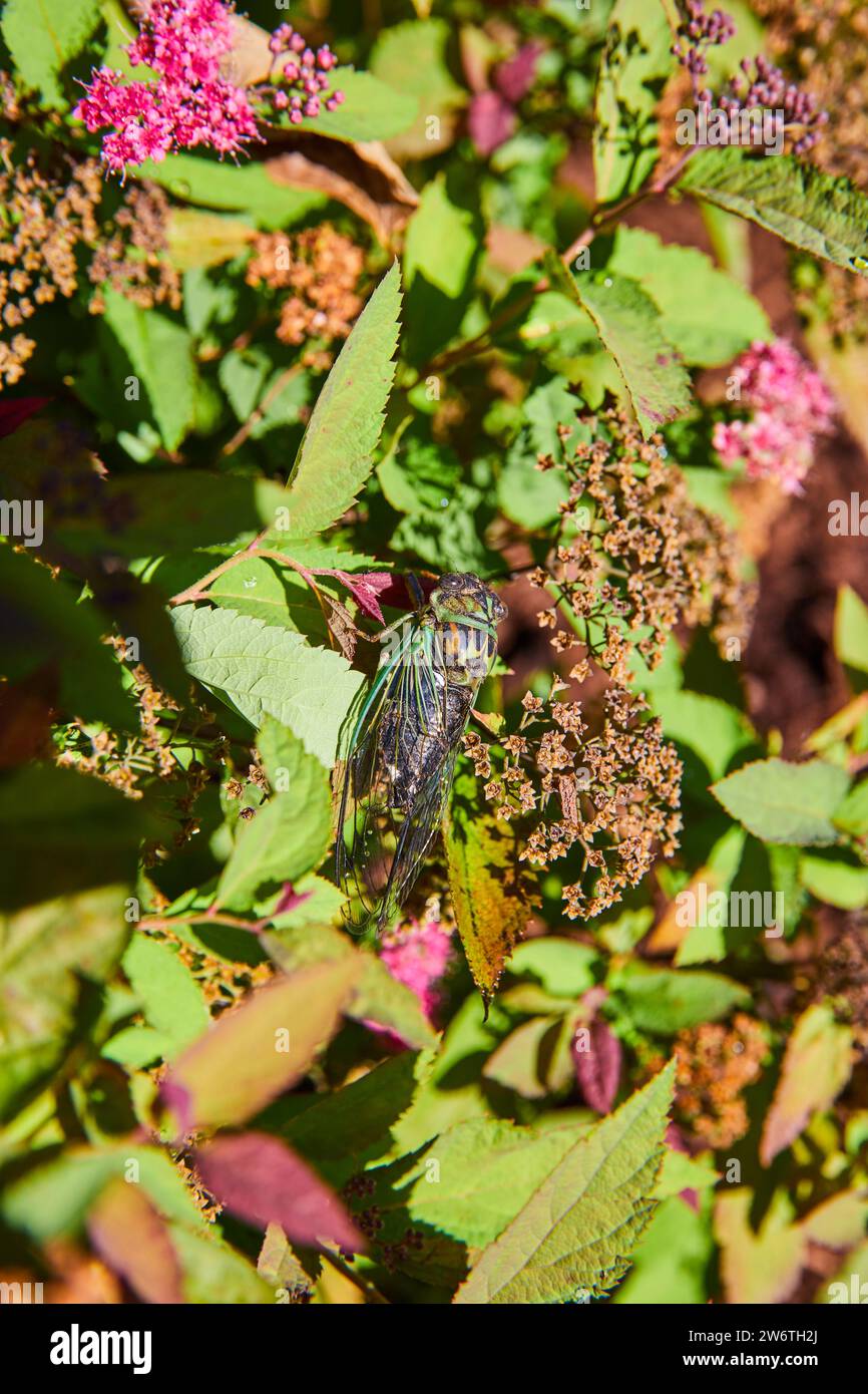 Cicada parmi les feuilles d'automne dans le jardin - vue rapprochée Banque D'Images