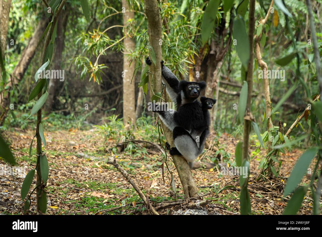 Indri avec bébé dans la forêt. Un des plus grands lémuriens de Madagascar nature. Le lémurien noir et blanc grimpe sur l'arbre. Banque D'Images Indri avec bébé dans la forêt. Un des plus grands lémuriens de Madagascar nature. Le lémurien noir et blanc grimpe sur l'arbre. Banque D'Images