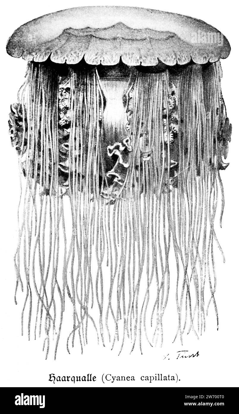Méduses de la crinière du lion (Cyanea capillata) ou Haarqualle, en bord de mer, Banque D'Images