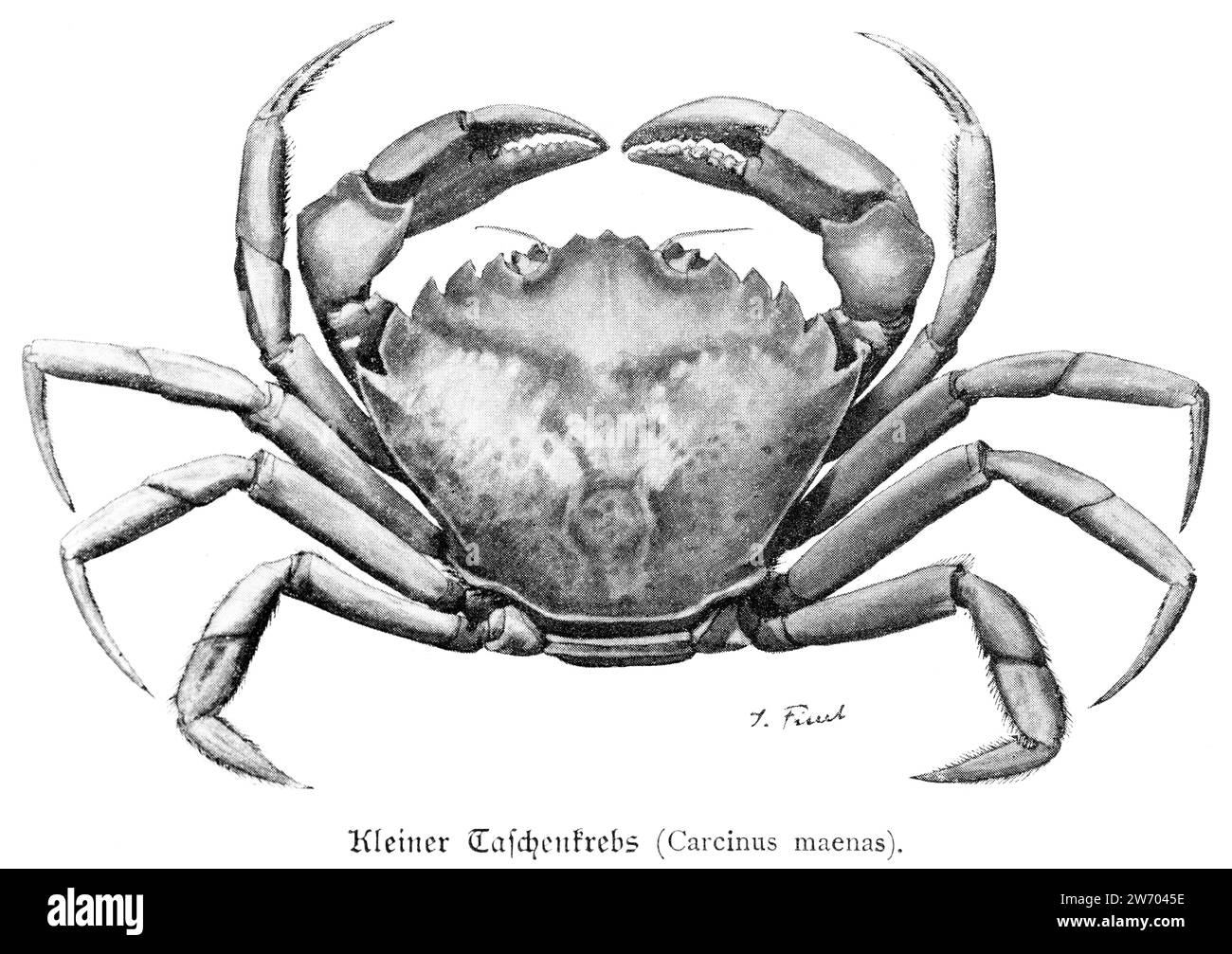 Petit crabe (Carcinus maenas) ou kleiner Taschenkrebs, Banque D'Images