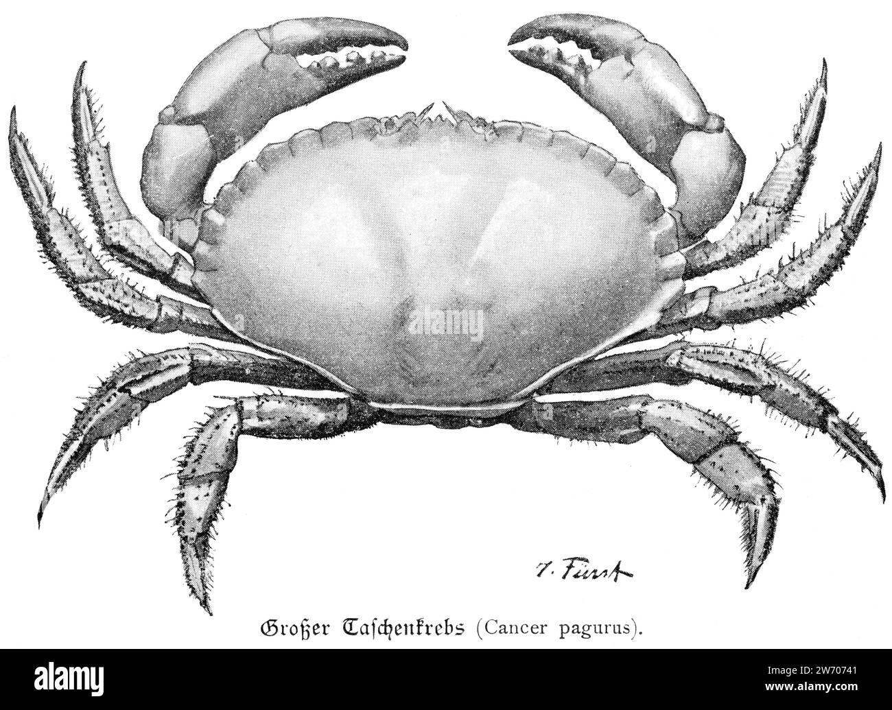 Grand crabe (cancer pagurus) ou Grosser Taschenkrebs, Schleswig-Holstein, Allemagne du Nord, Europe centrale Banque D'Images