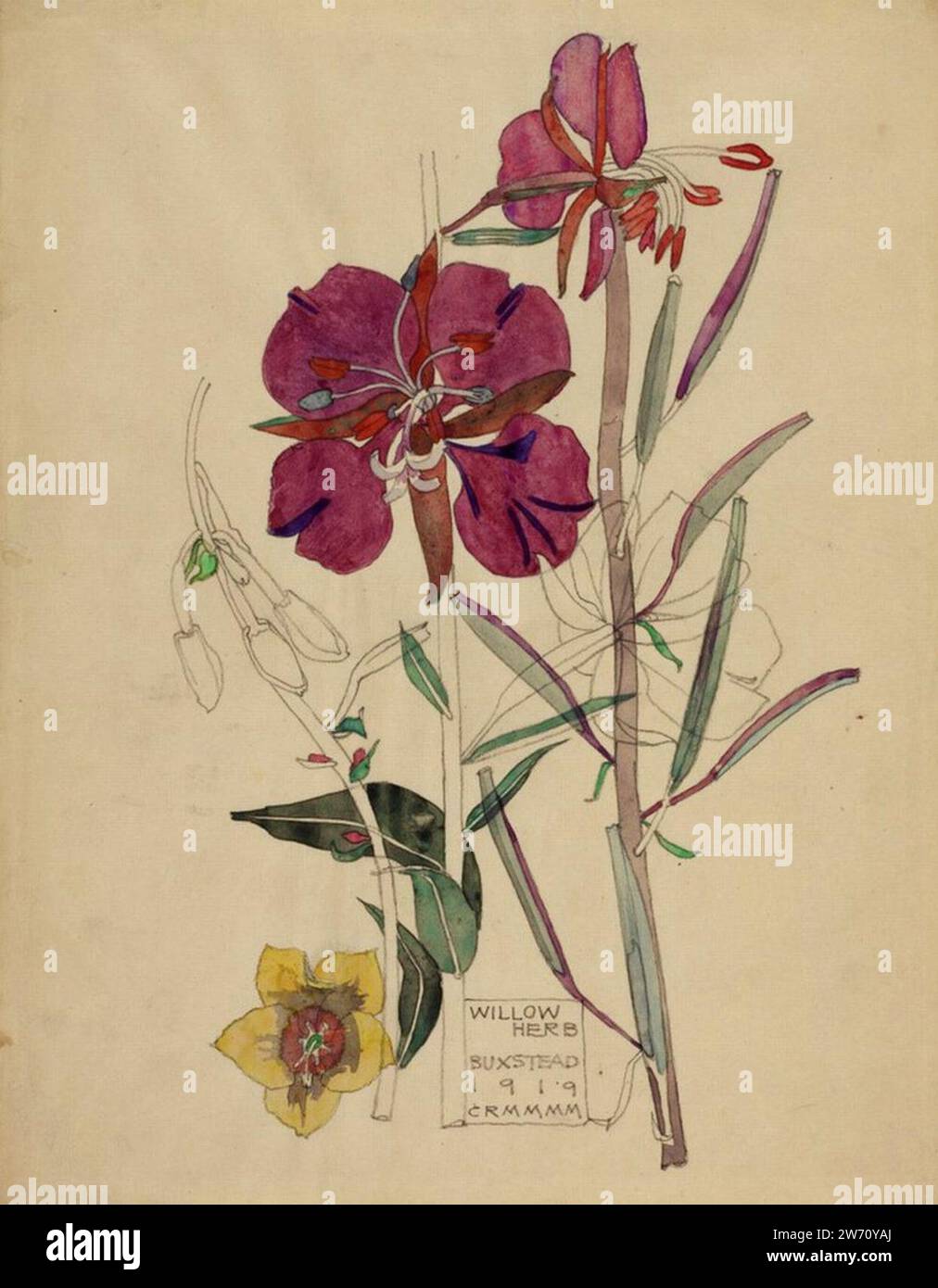 Willow Herb - Buxstead - Charles & Margaret Mackintosh - 1919. Banque D'Images