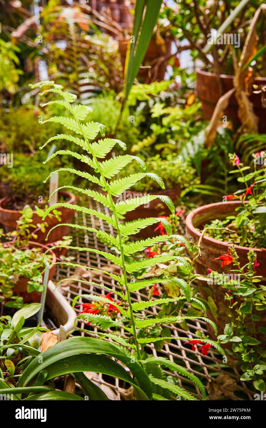 Fougère luxuriante et collection de plantes en pot Banque D'Images