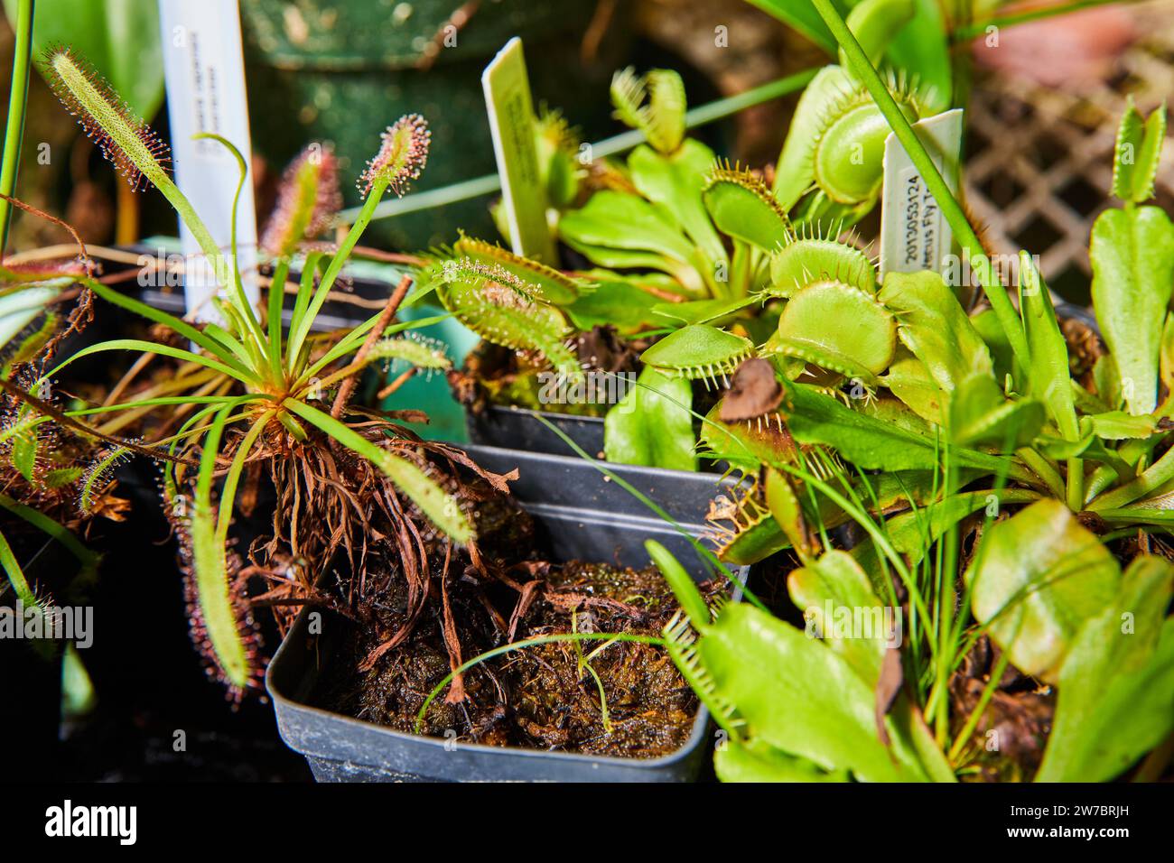 Collection de plantes carnivores dans un environnement de serre Banque D'Images