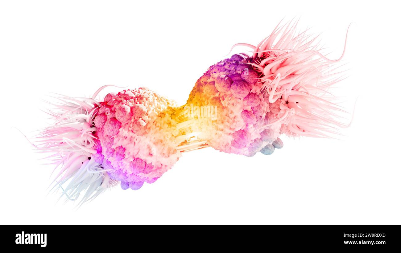 Grossissement d'une division cellulaire cancéreuse. Les mutations dans les gènes peuvent causer le cancer en accélérant les taux de division cellulaire ou en inhibant les témoins normaux Banque D'Images