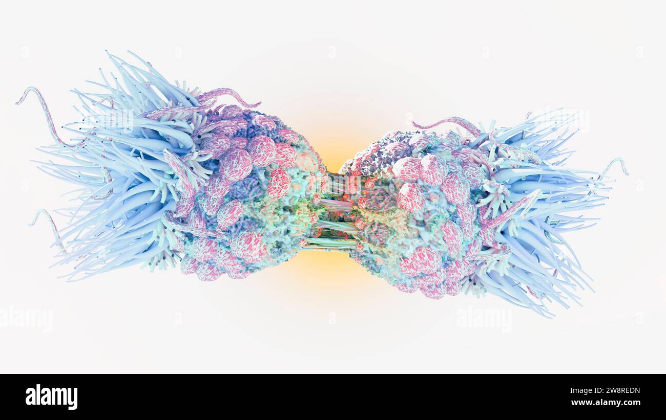 Grossissement d'une division cellulaire cancéreuse. Les mutations dans les gènes peuvent causer le cancer en accélérant les taux de division cellulaire ou en inhibant les témoins normaux Banque D'Images