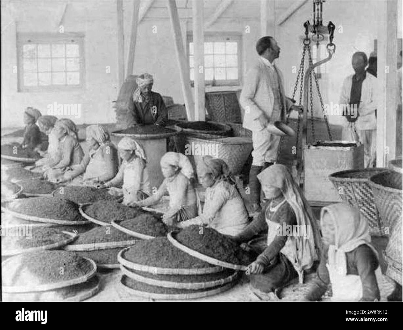Des femmes nettoient du thé dans une usine de Darjeeling en 1865. Banque D'Images