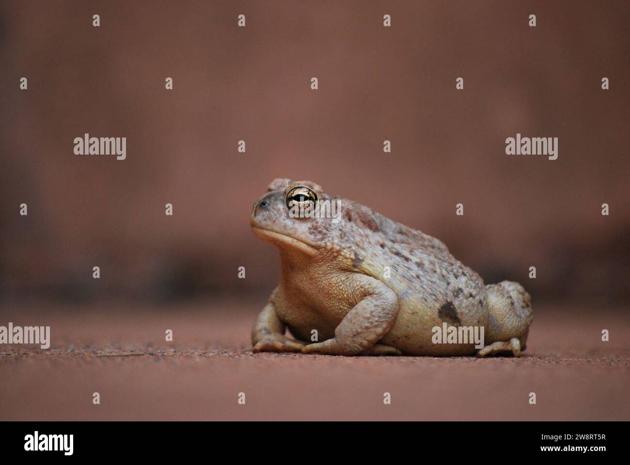 Woodhouses Toad Bufo woodhousii Zion National Park photo. Banque D'Images