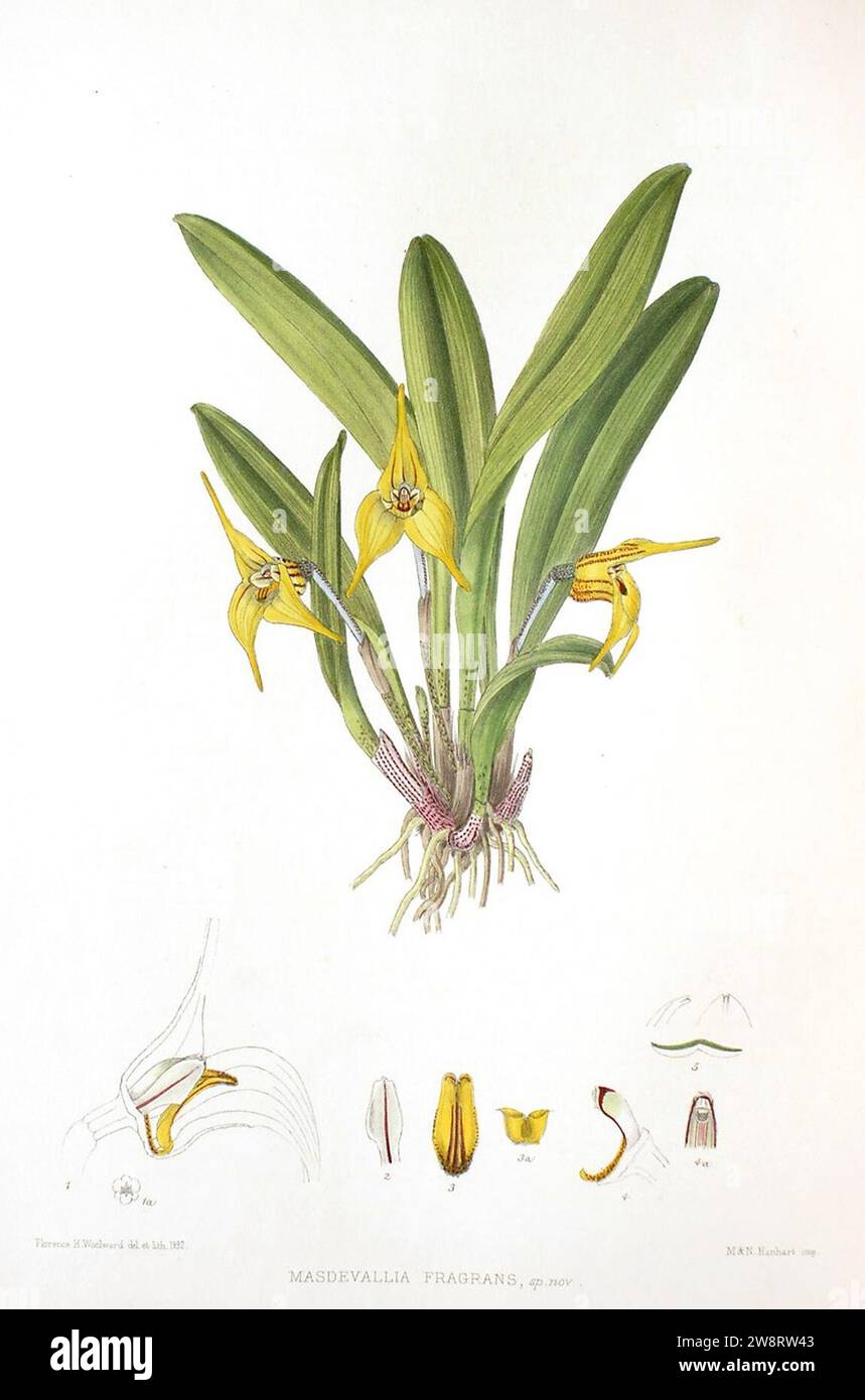 Woolward - le genre Masdevallia - Masdevallia fragrans. Banque D'Images