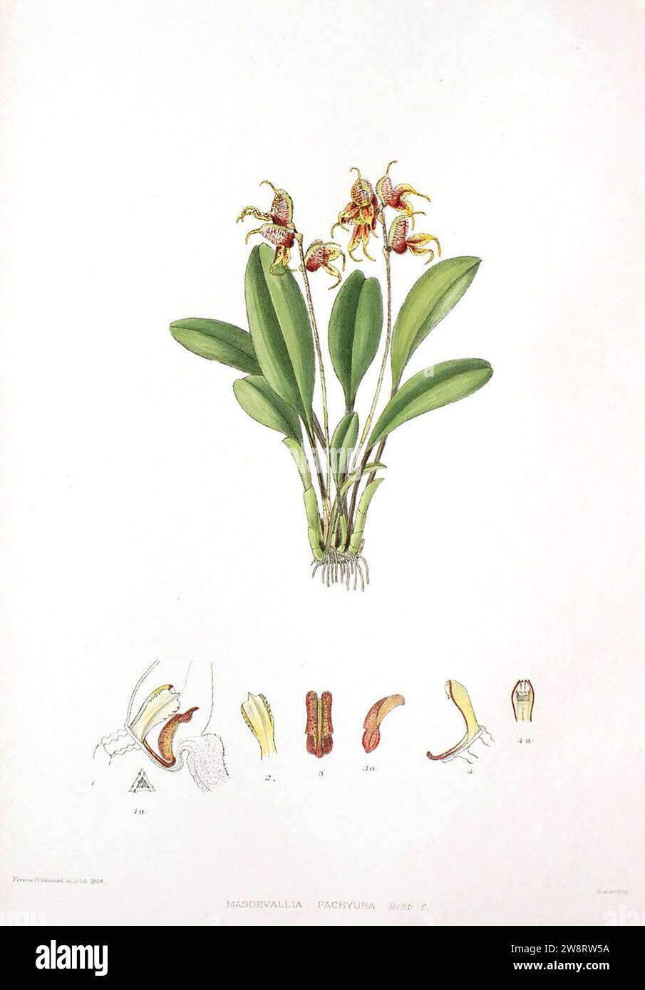 Woolward - le genre Masdevallia - Masdevallia pachyura. Banque D'Images